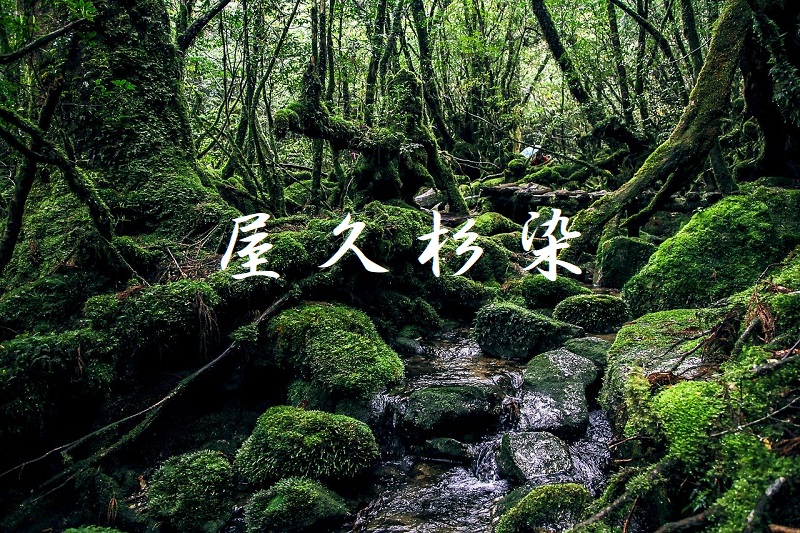 屋久杉染 大島紬