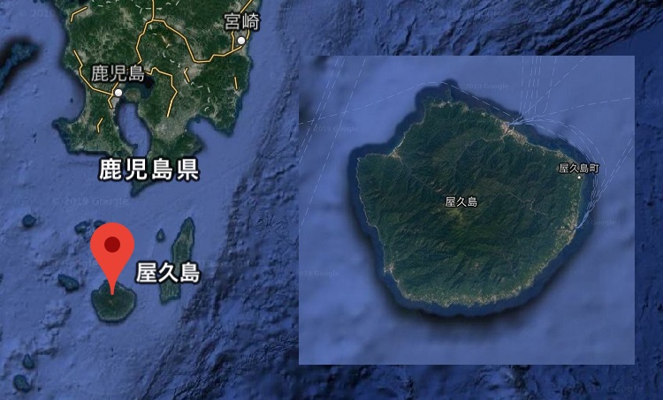 屋久杉