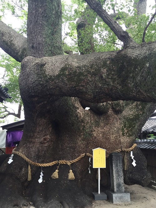 三島神社　楠